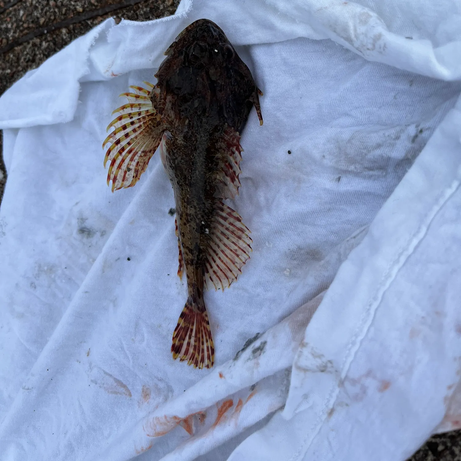 The most recent Red Irish lord catches on Fishbrain