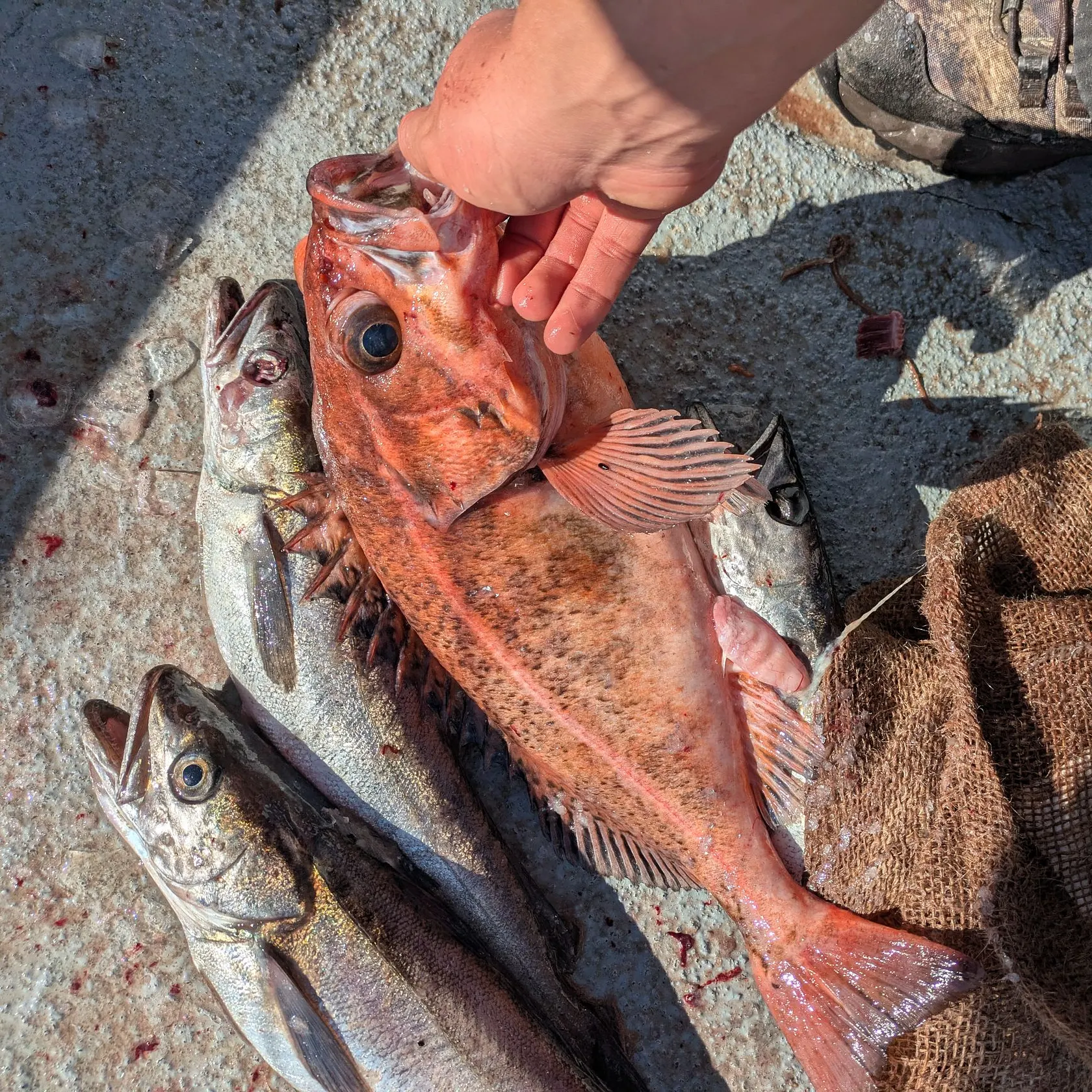 The most recent Bank rockfish catches on Fishbrain