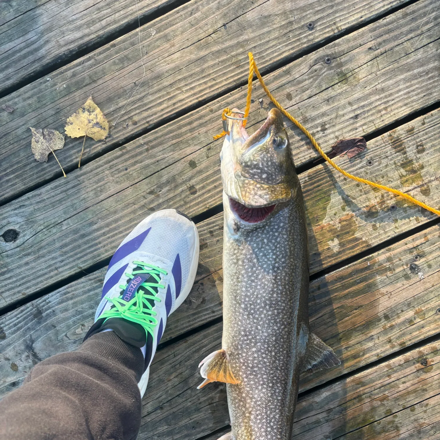 Lake char caught on Fishbrain