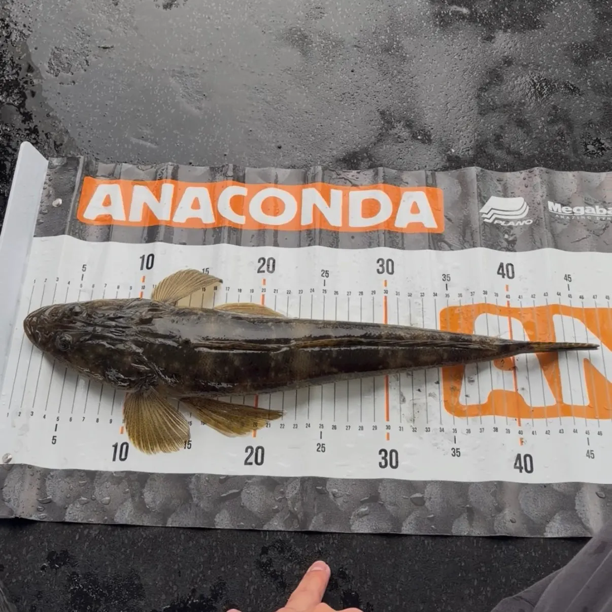 The most recent Dusky flathead catches on Fishbrain