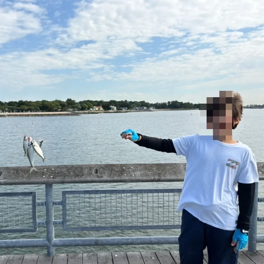 Bluefish caught on Fishbrain