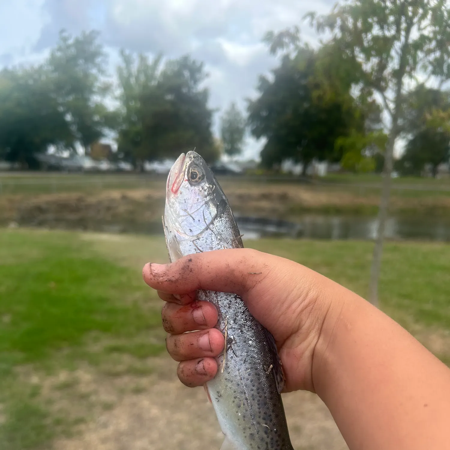Rainbow trout caught on Fishbrain