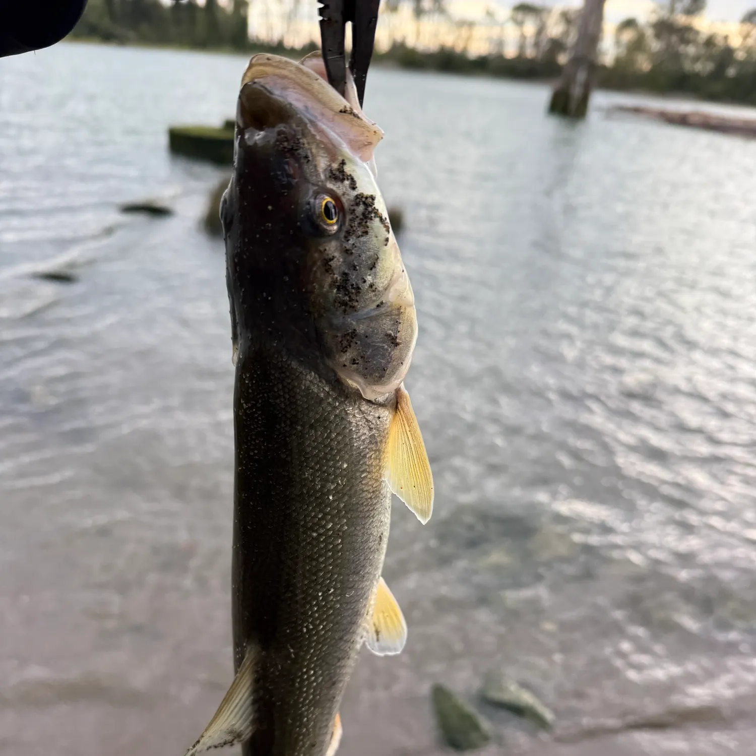 Northern pike caught on Fishbrain