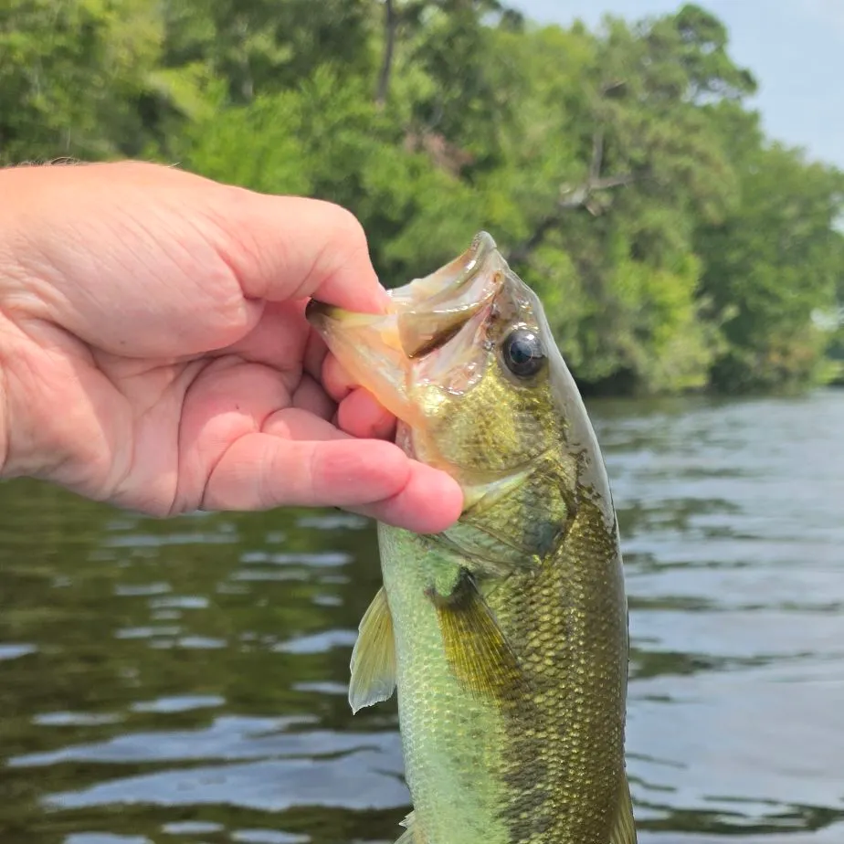 Largemouth bass caught on Fishbrain