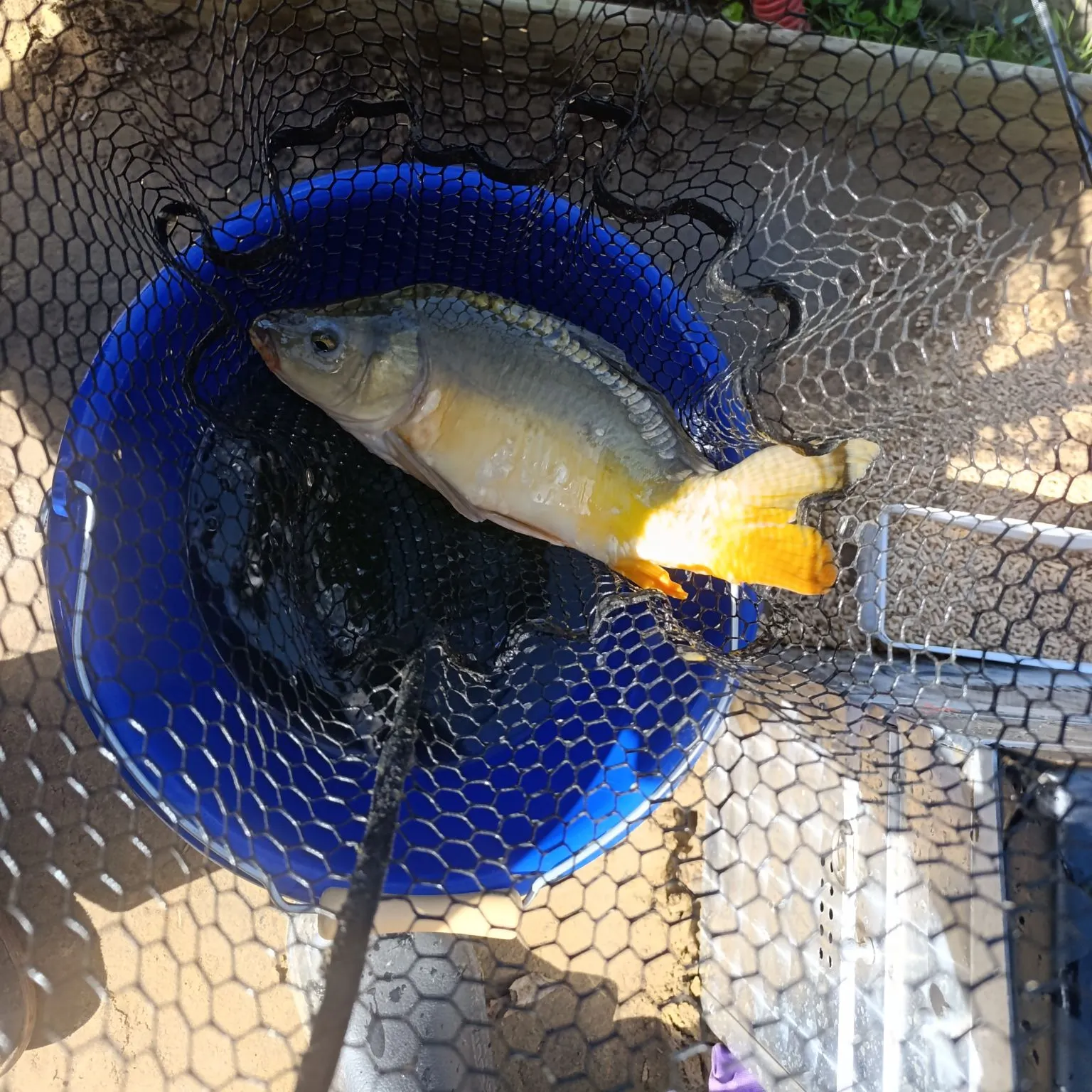Leather carp caught on Fishbrain