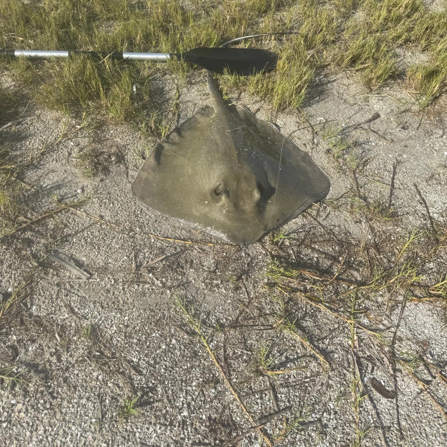 Southern stingray caught on Fishbrain