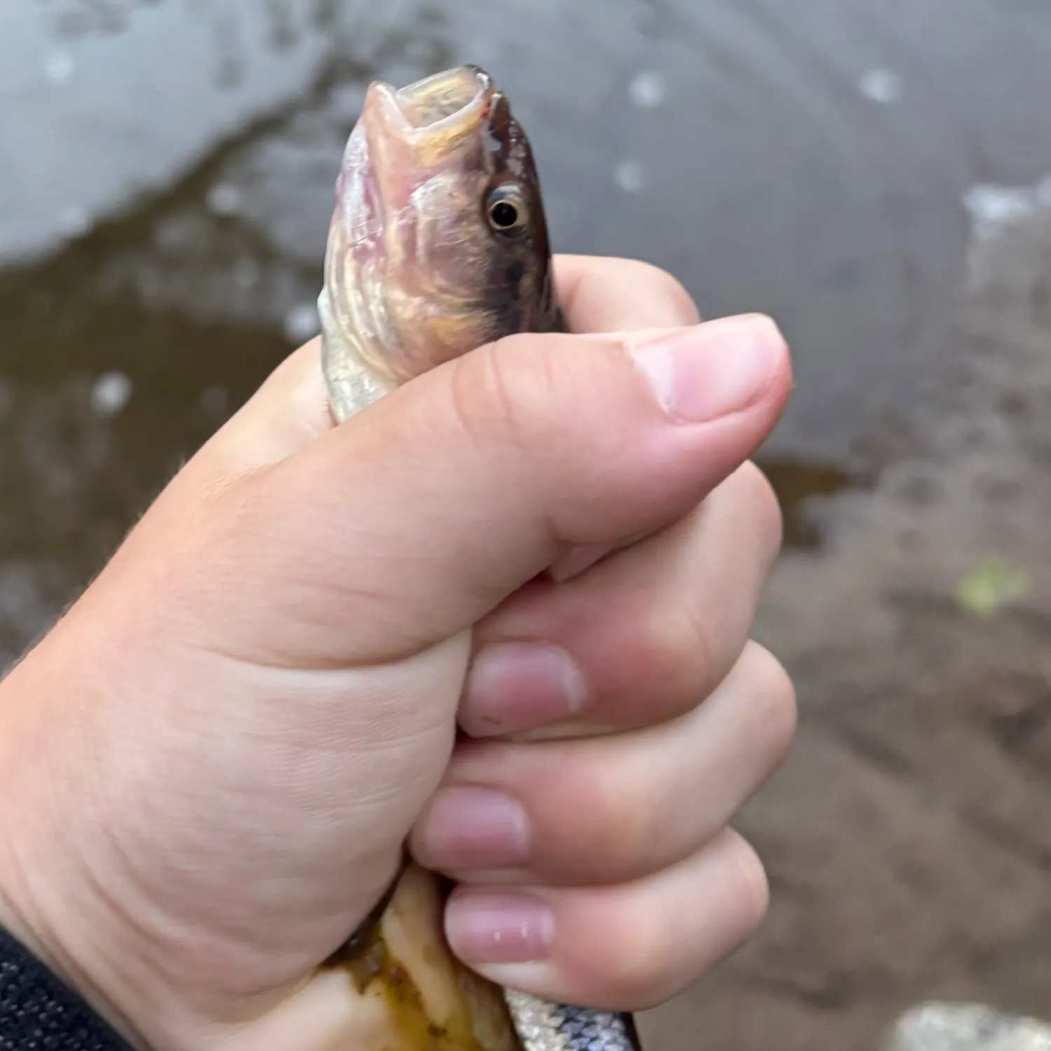 Creek chub caught on Fishbrain
