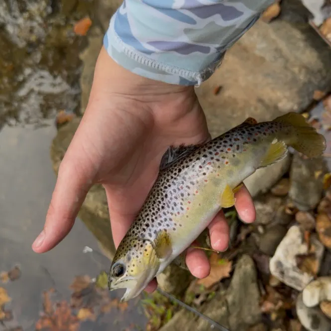 Brown trout caught on Fishbrain