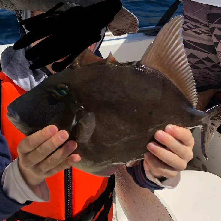 The most recent Grey triggerfish catches on Fishbrain