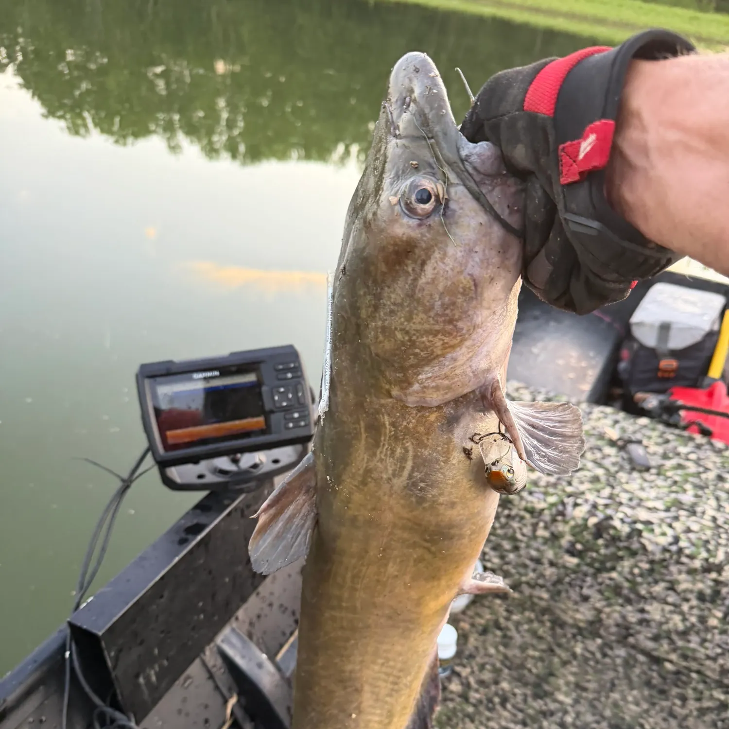 Channel catfish caught on Fishbrain