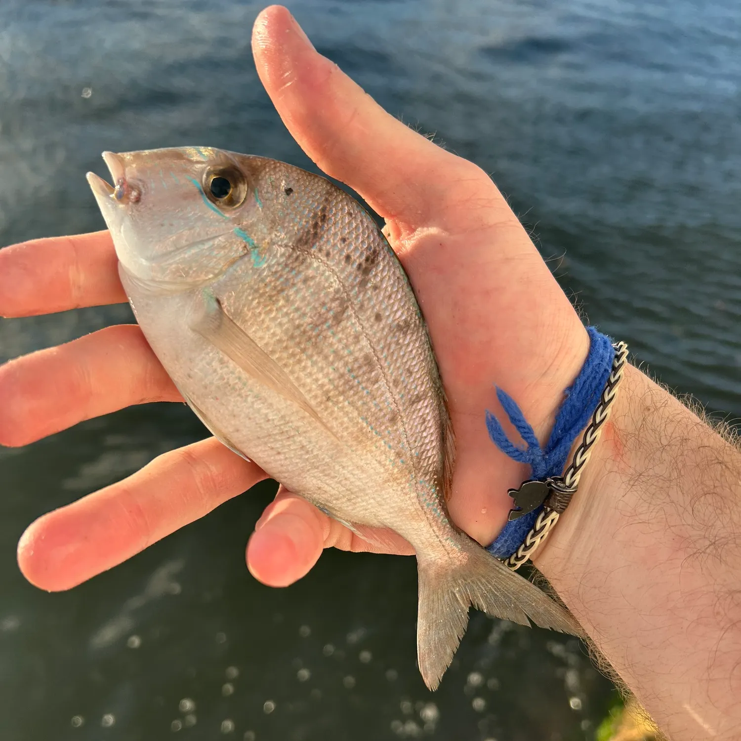 The most recent Littlehead Porgy catches on Fishbrain
