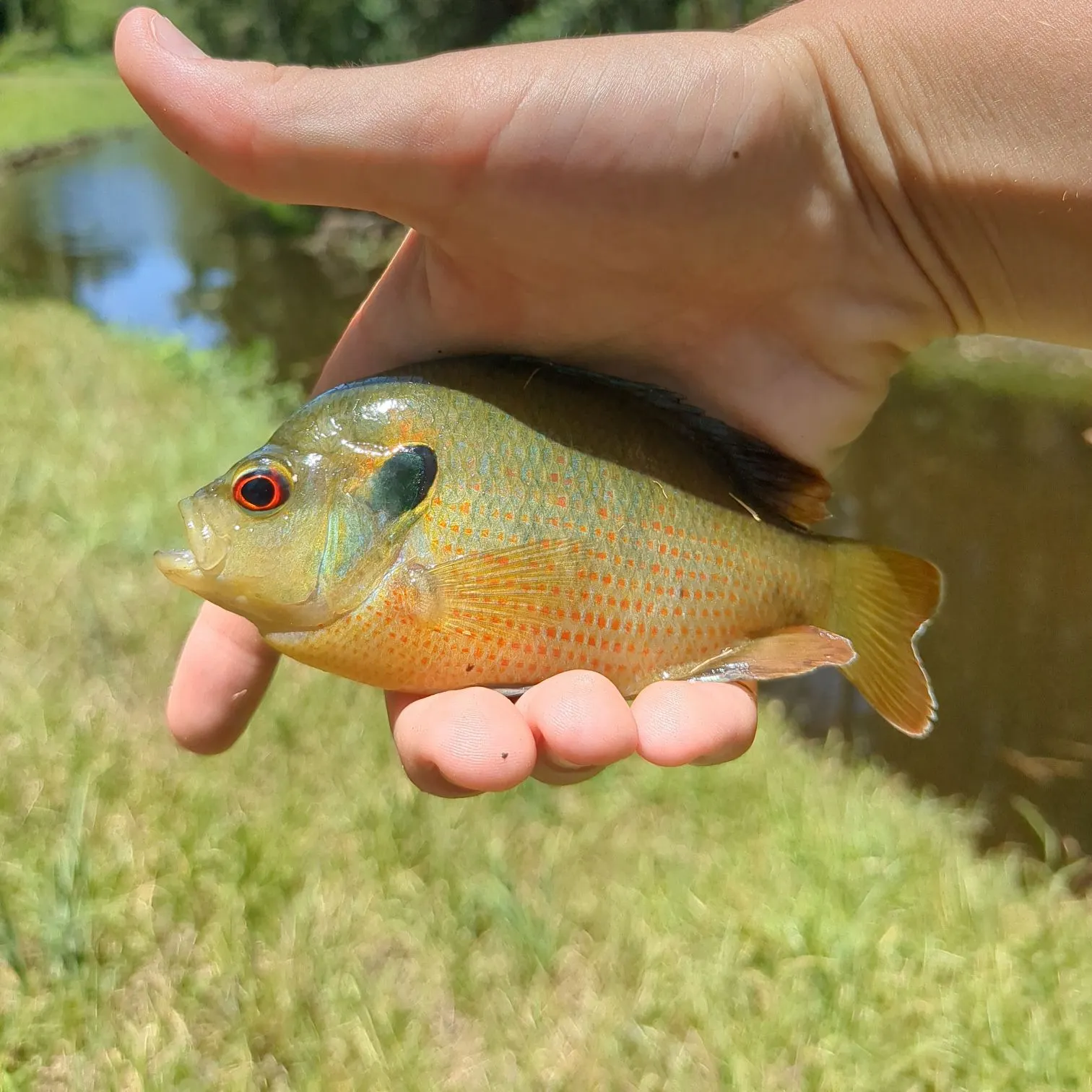 The most recent Orangespotted sunfish catches on Fishbrain