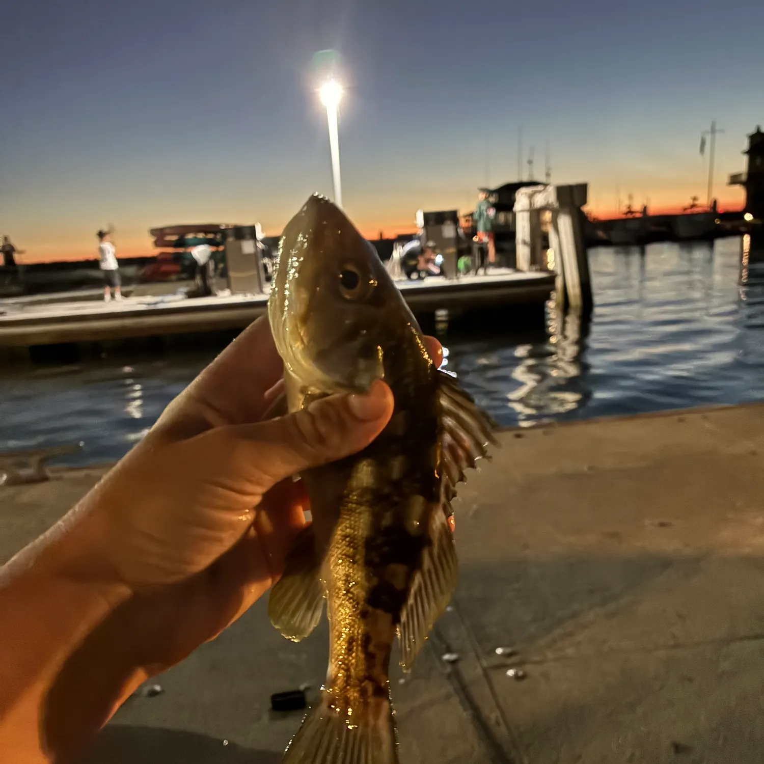 Kelp bass caught on Fishbrain