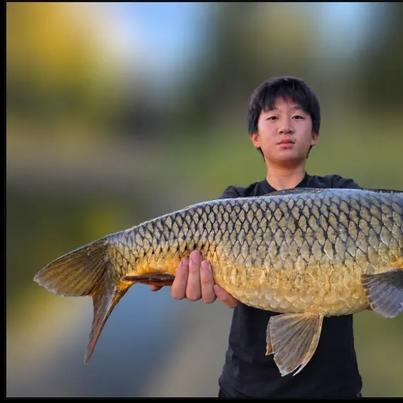 Common carp caught on Fishbrain