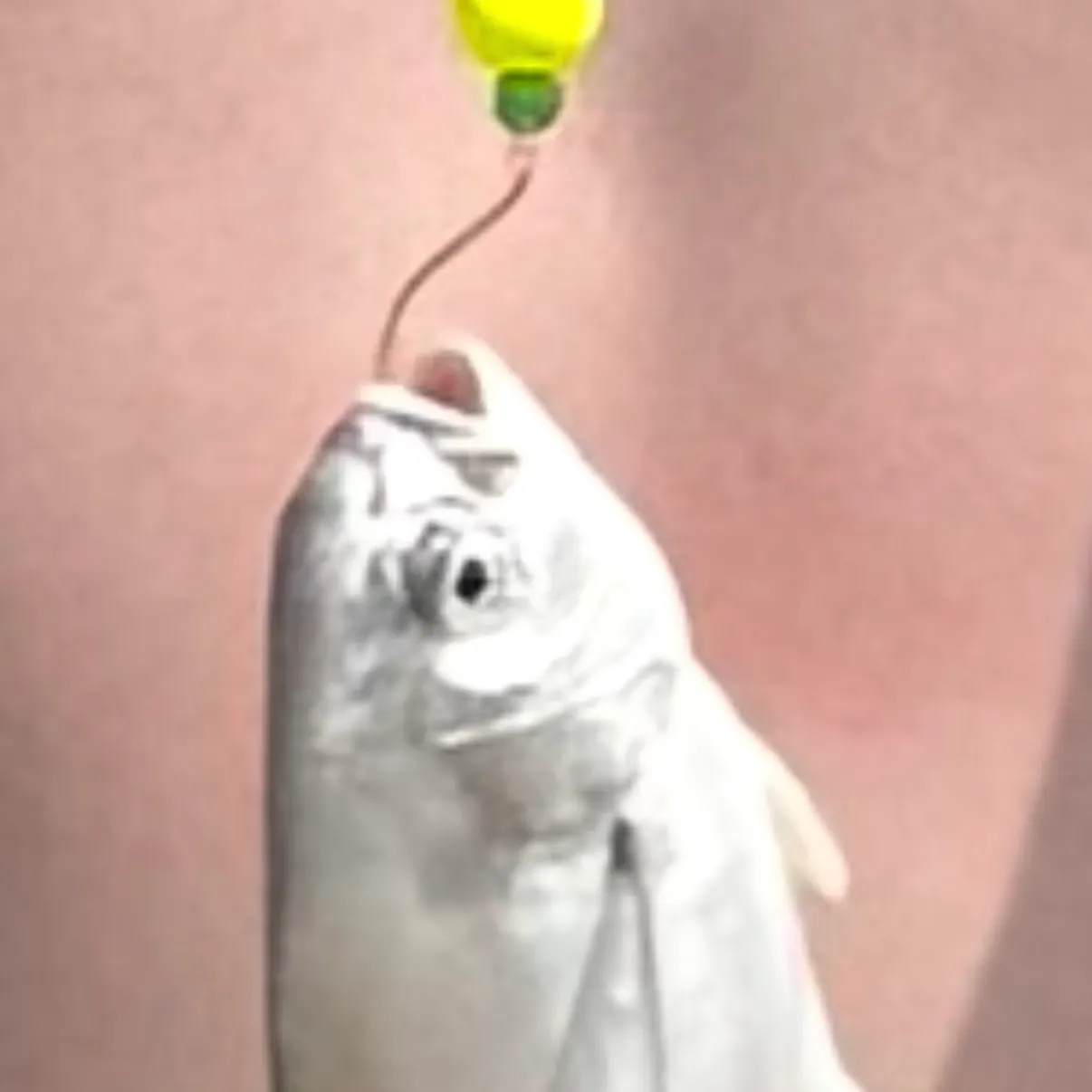 Florida pompano caught on Fishbrain