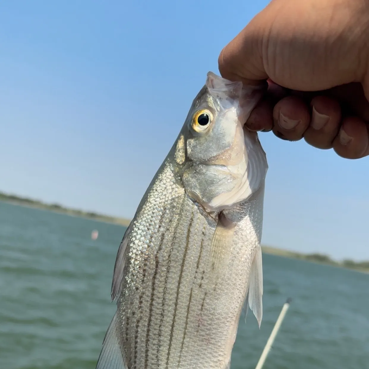 White bass caught on Fishbrain