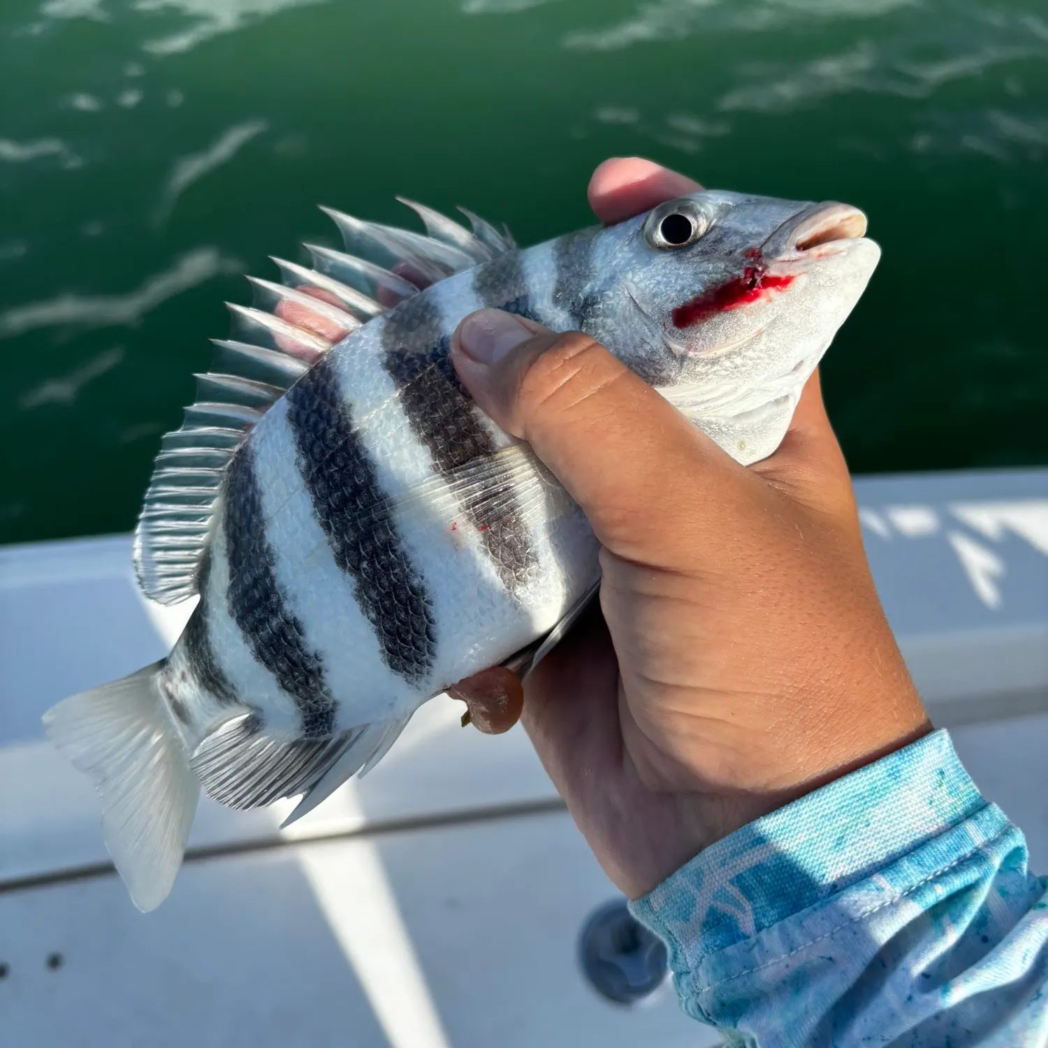 Sheepshead caught on Fishbrain