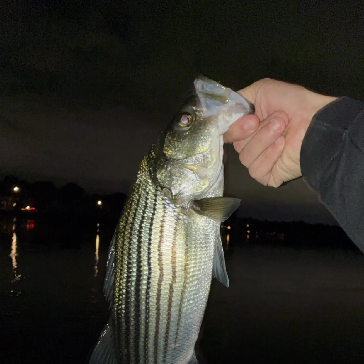 Striped bass caught on Fishbrain
