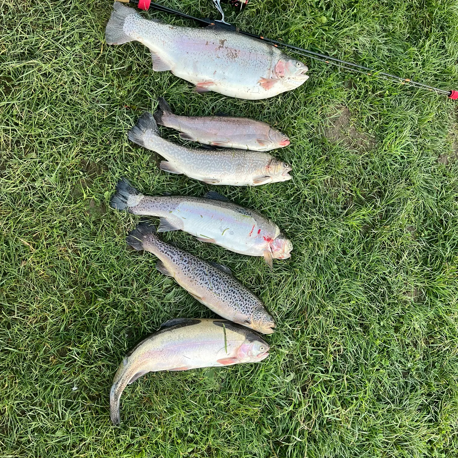 Rainbow trout caught on Fishbrain