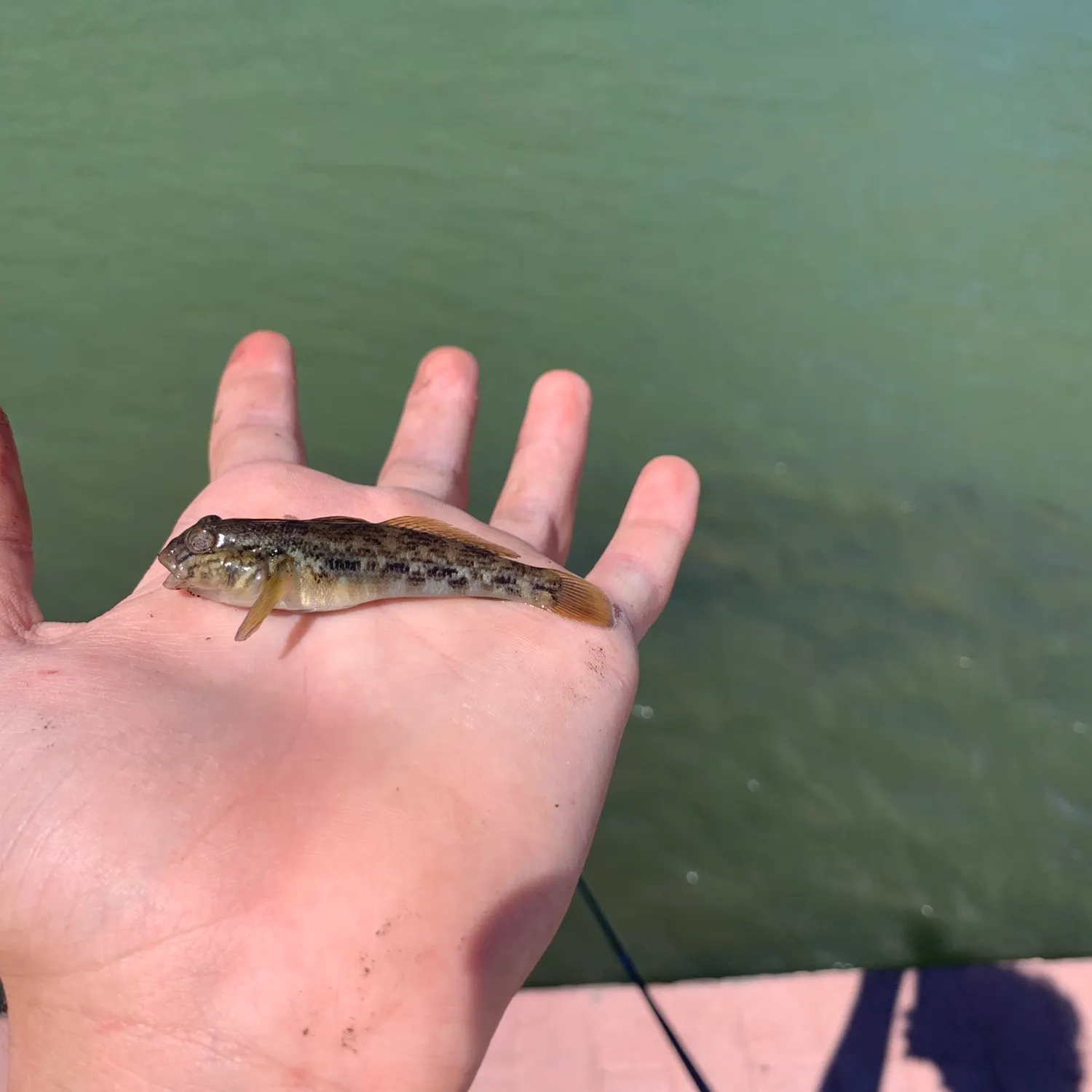 Round goby caught on Fishbrain