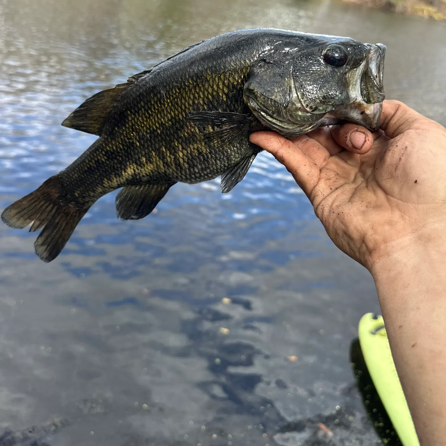 The most recent Suwannee bass catches on Fishbrain
