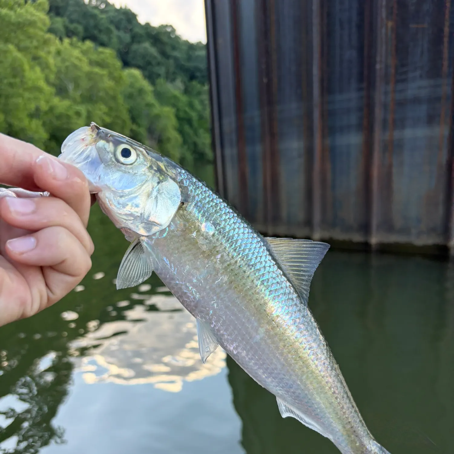 The most recent American shad catches on Fishbrain