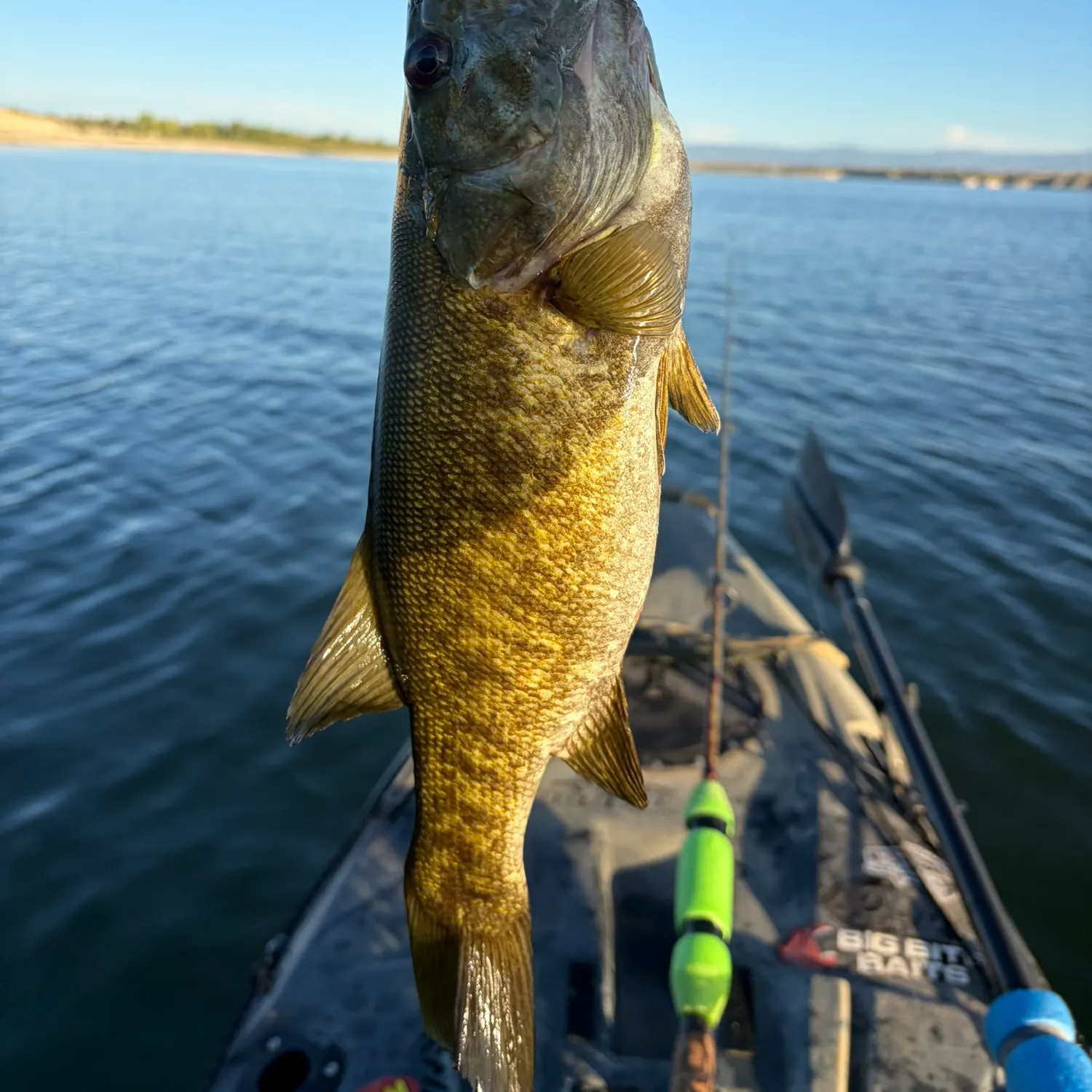 Smallmouth bass caught on Fishbrain