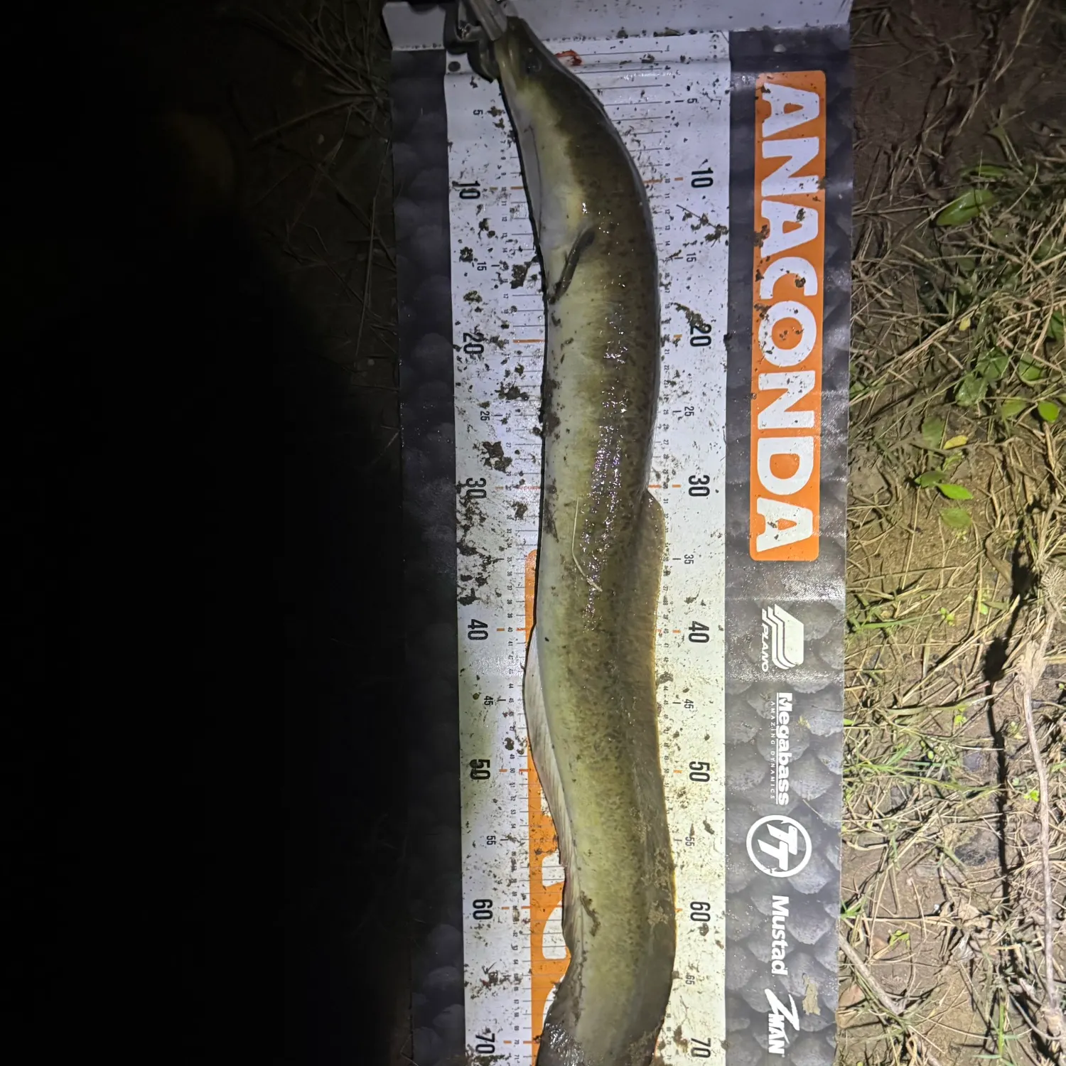 The most recent Shortfin eel catches on Fishbrain