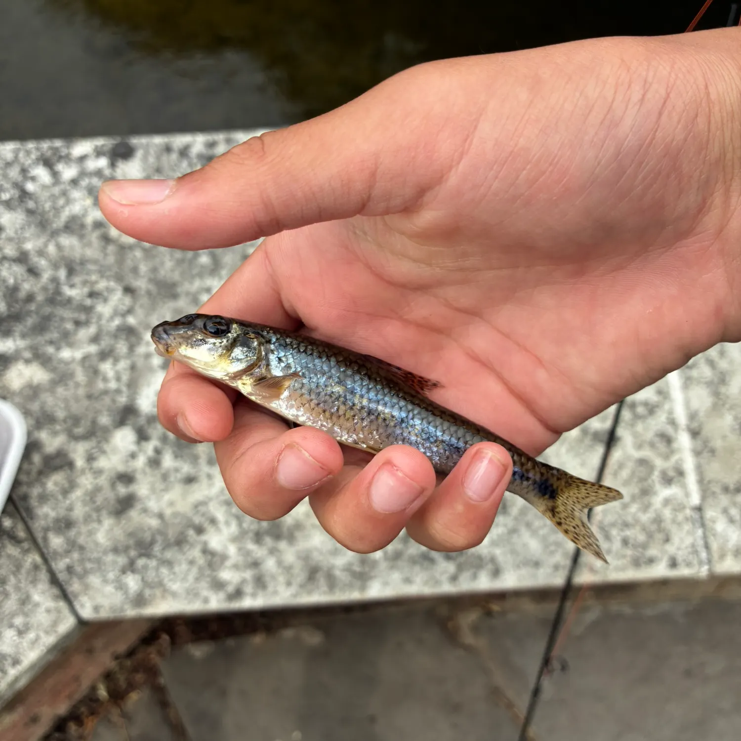 The most recent Gudgeon catches on Fishbrain