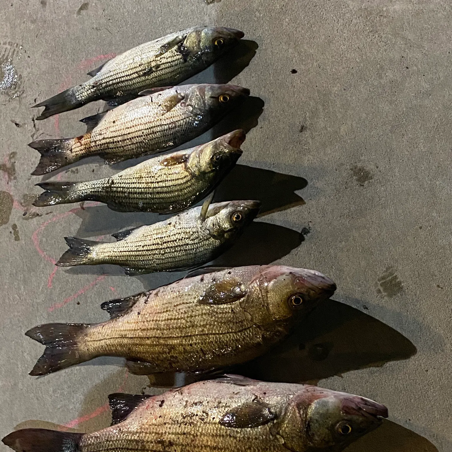 recently logged catches