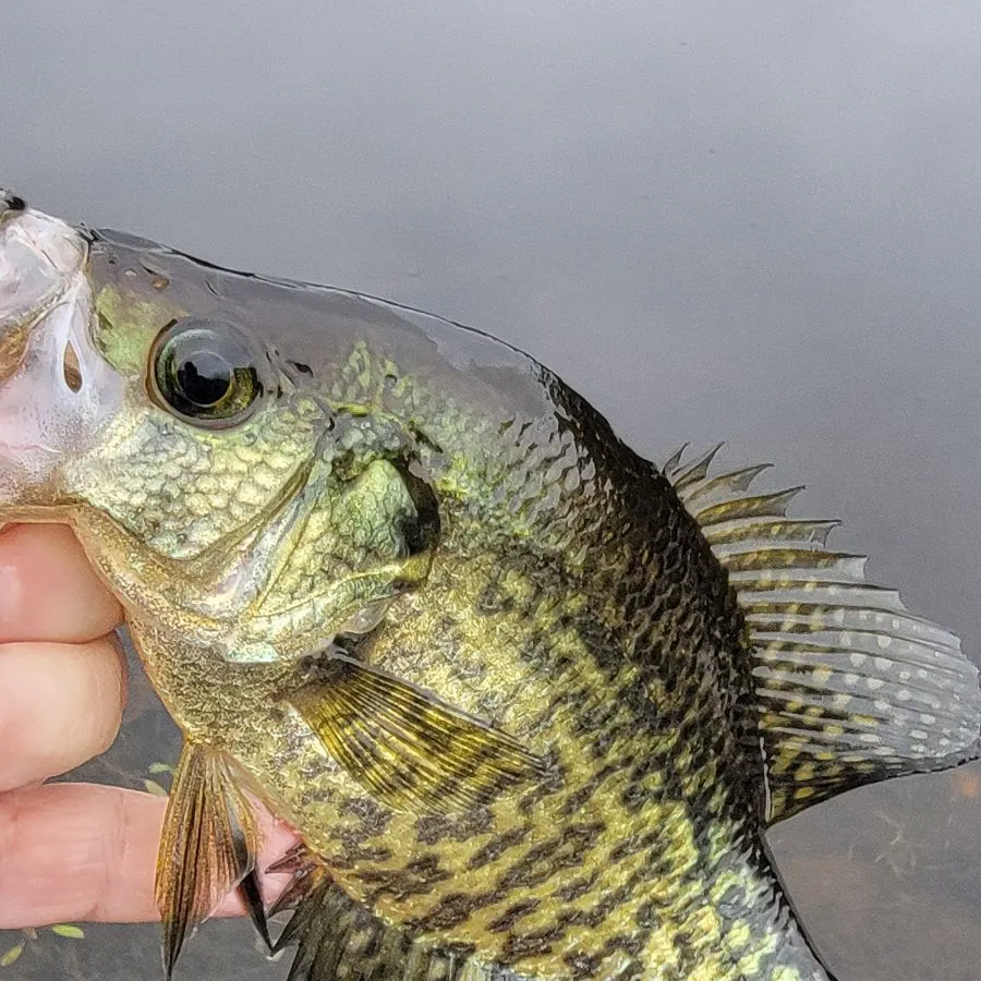 Black crappie caught on Fishbrain