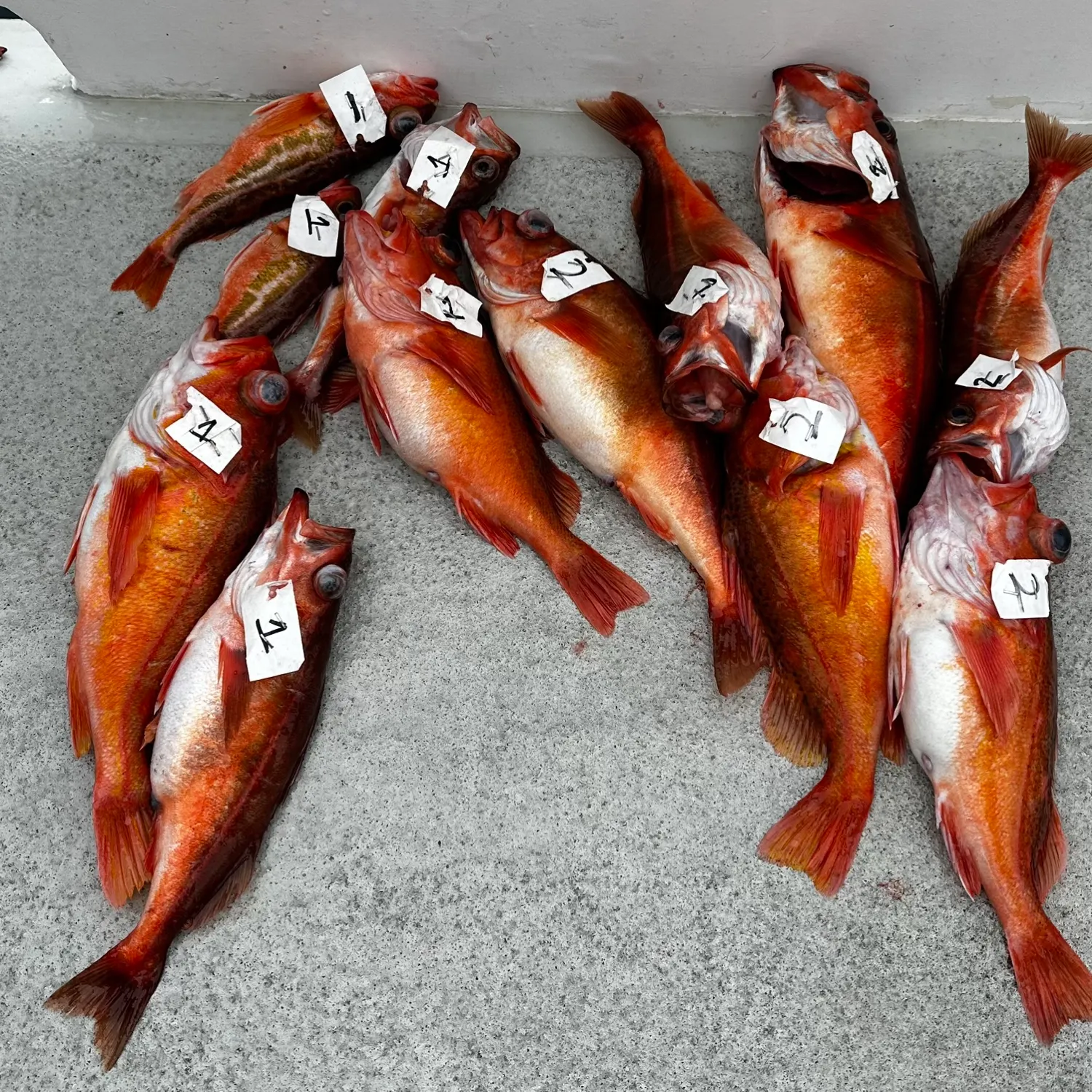 The most popular recent Cowcod rockfish catch on Fishbrain