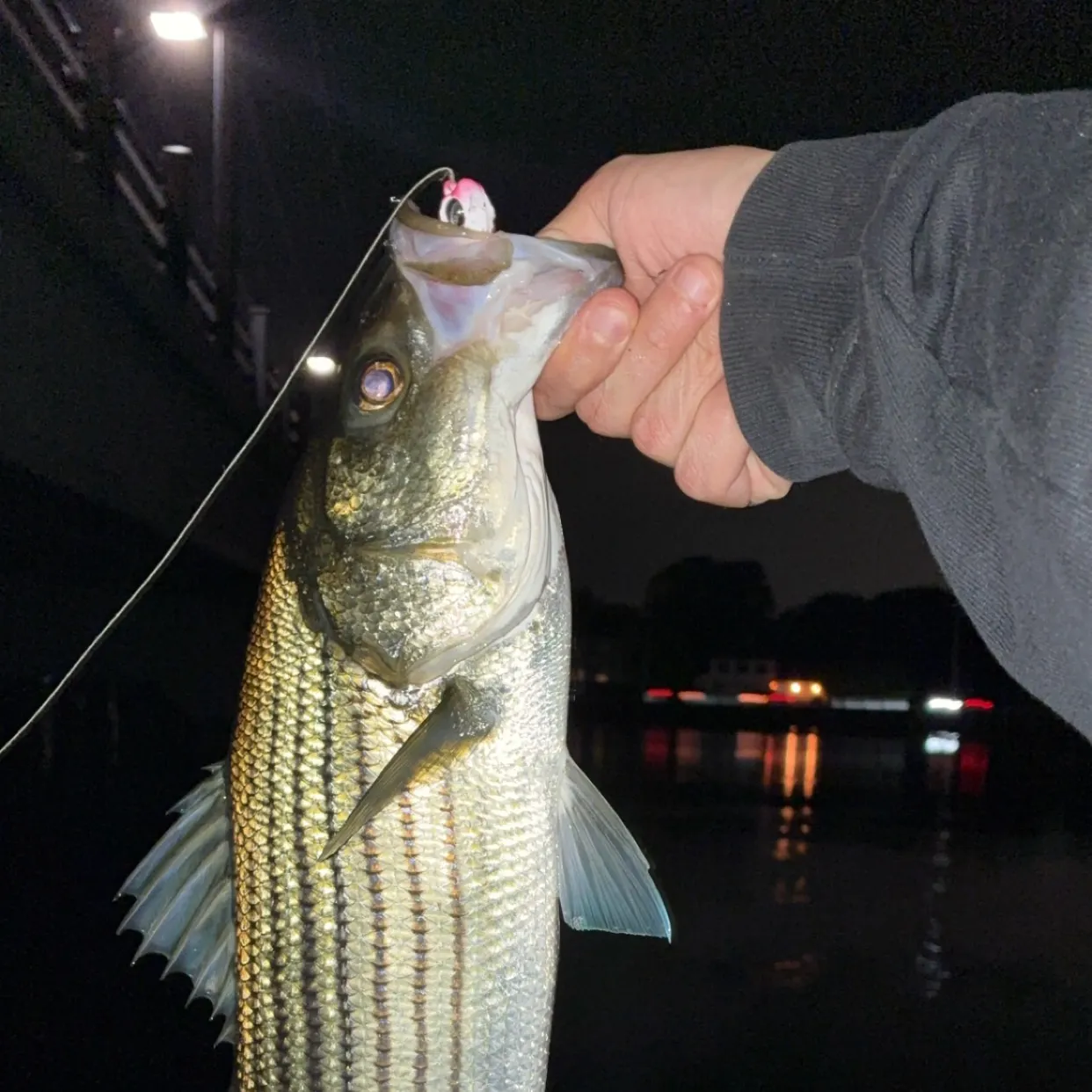 Striped bass caught on Fishbrain