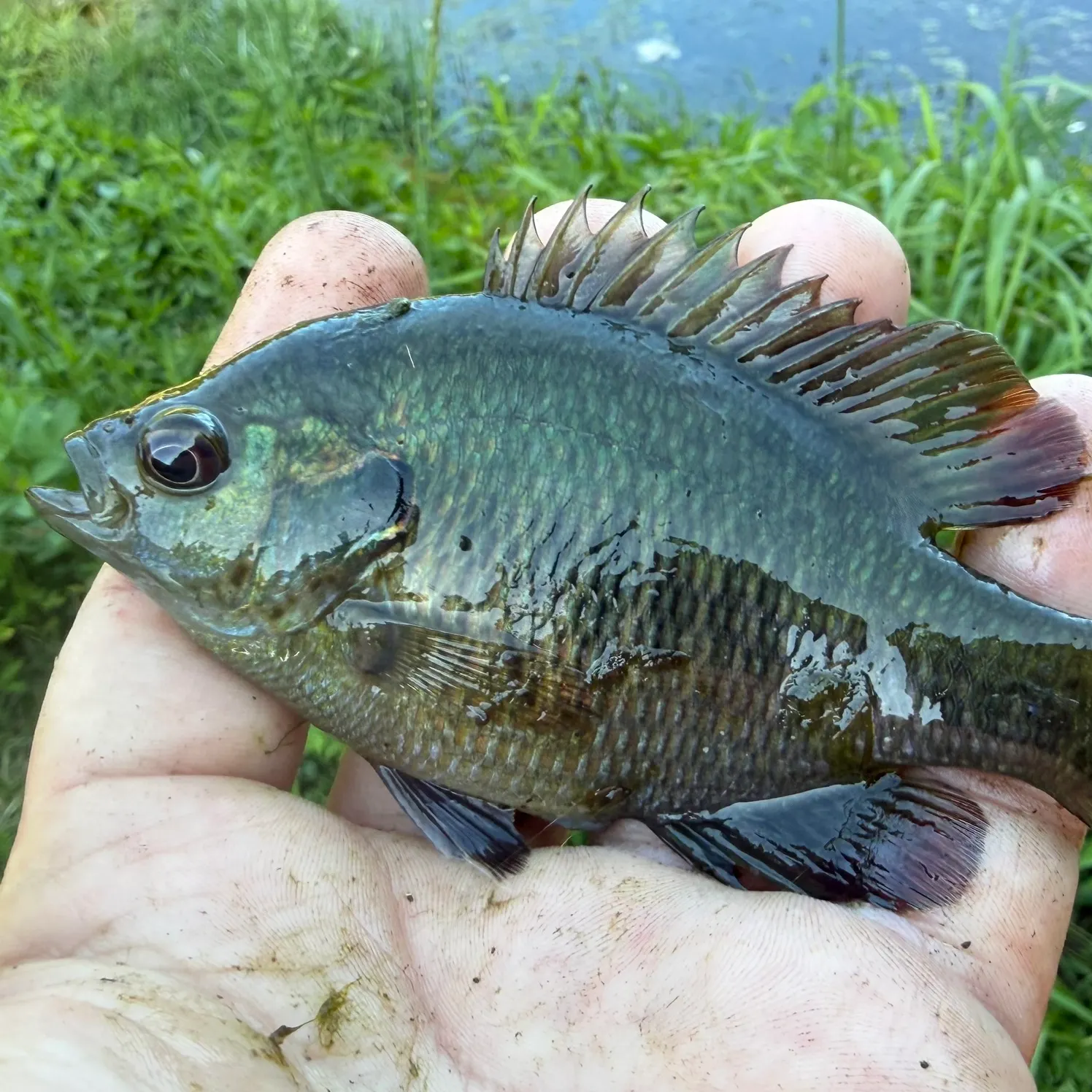 The most recent Redspotted sunfish x bluegill catches on Fishbrain