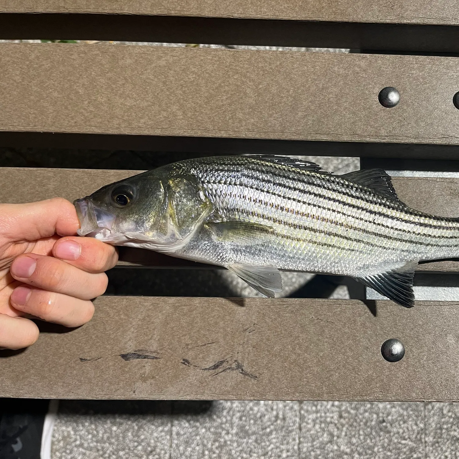 Striped bass caught on Fishbrain
