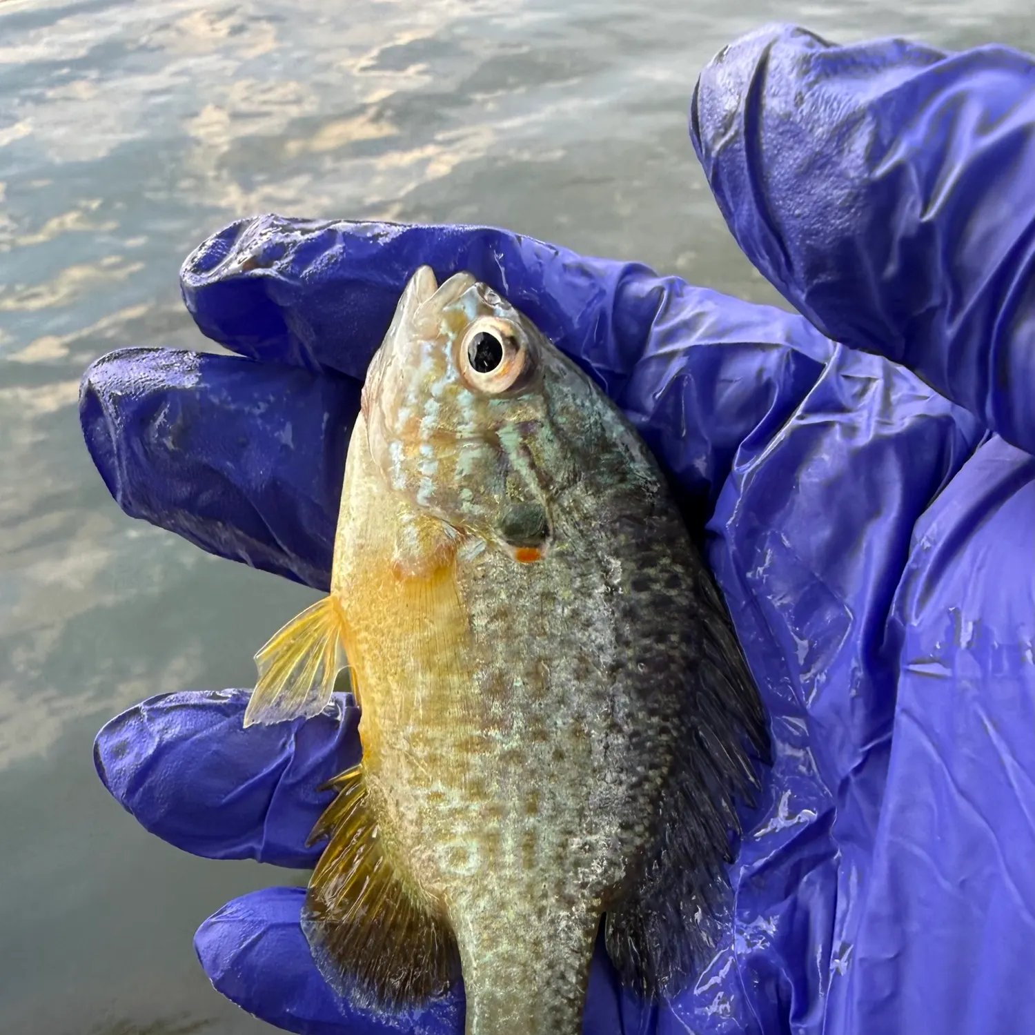 Pumpkinseed caught on Fishbrain