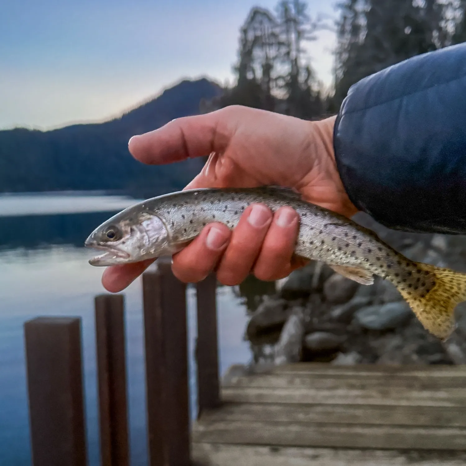 Lahontan cutthroat trout caught on Fishbrain