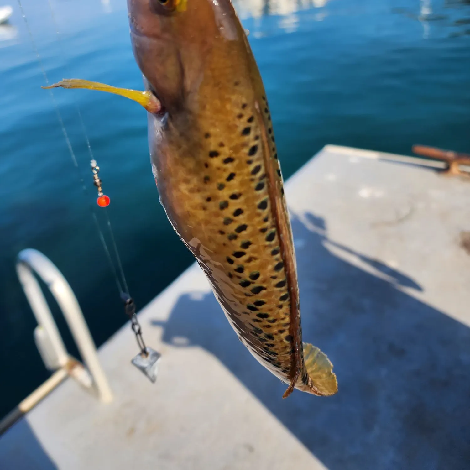The most recent Rock wrasse catches on Fishbrain