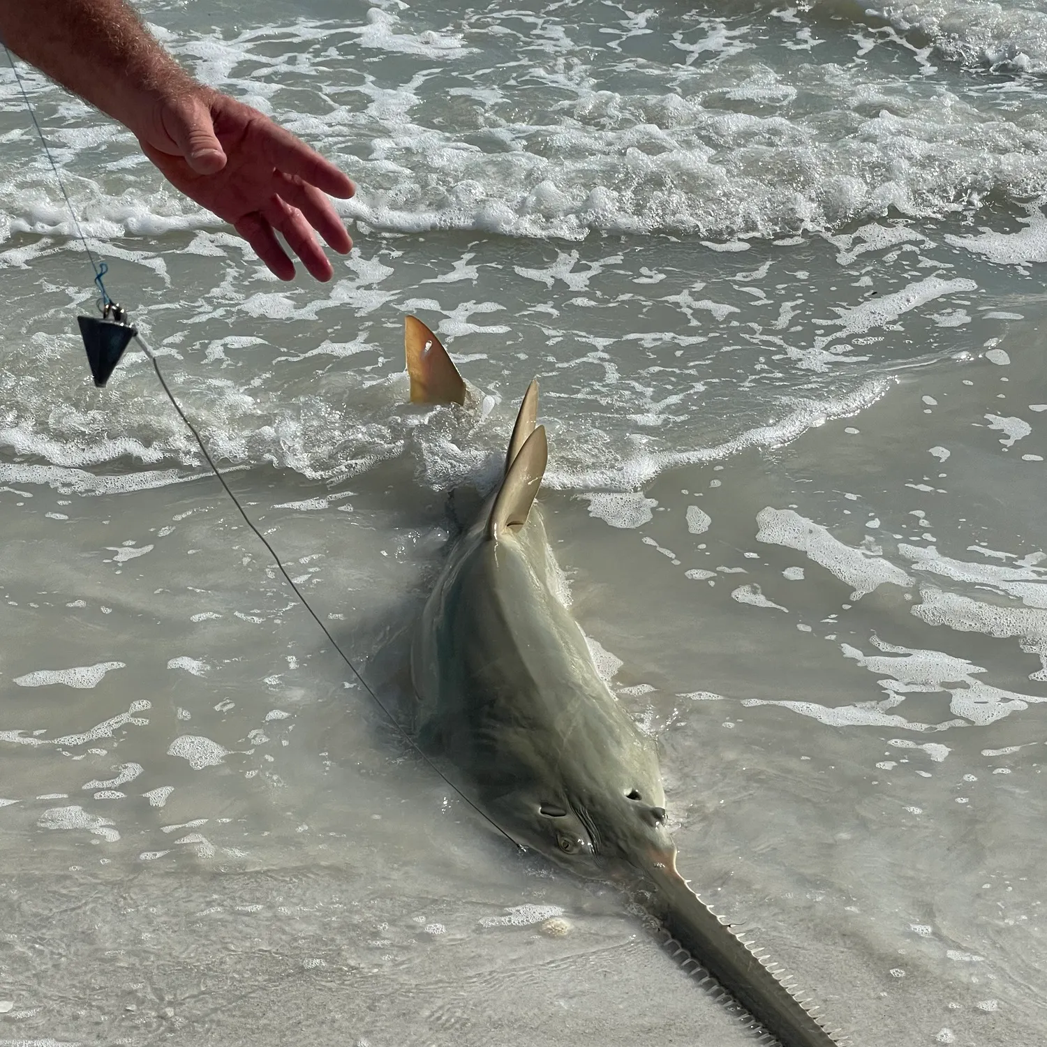 The most recent Smalltooth sawfish catches on Fishbrain