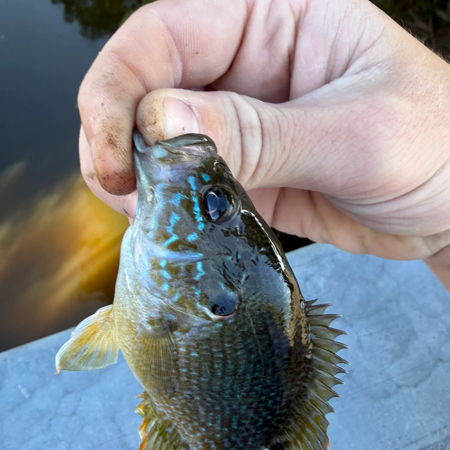 Greengill hybrid caught on Fishbrain