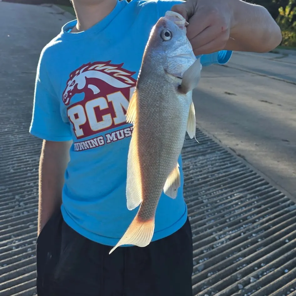 Freshwater drum caught on Fishbrain