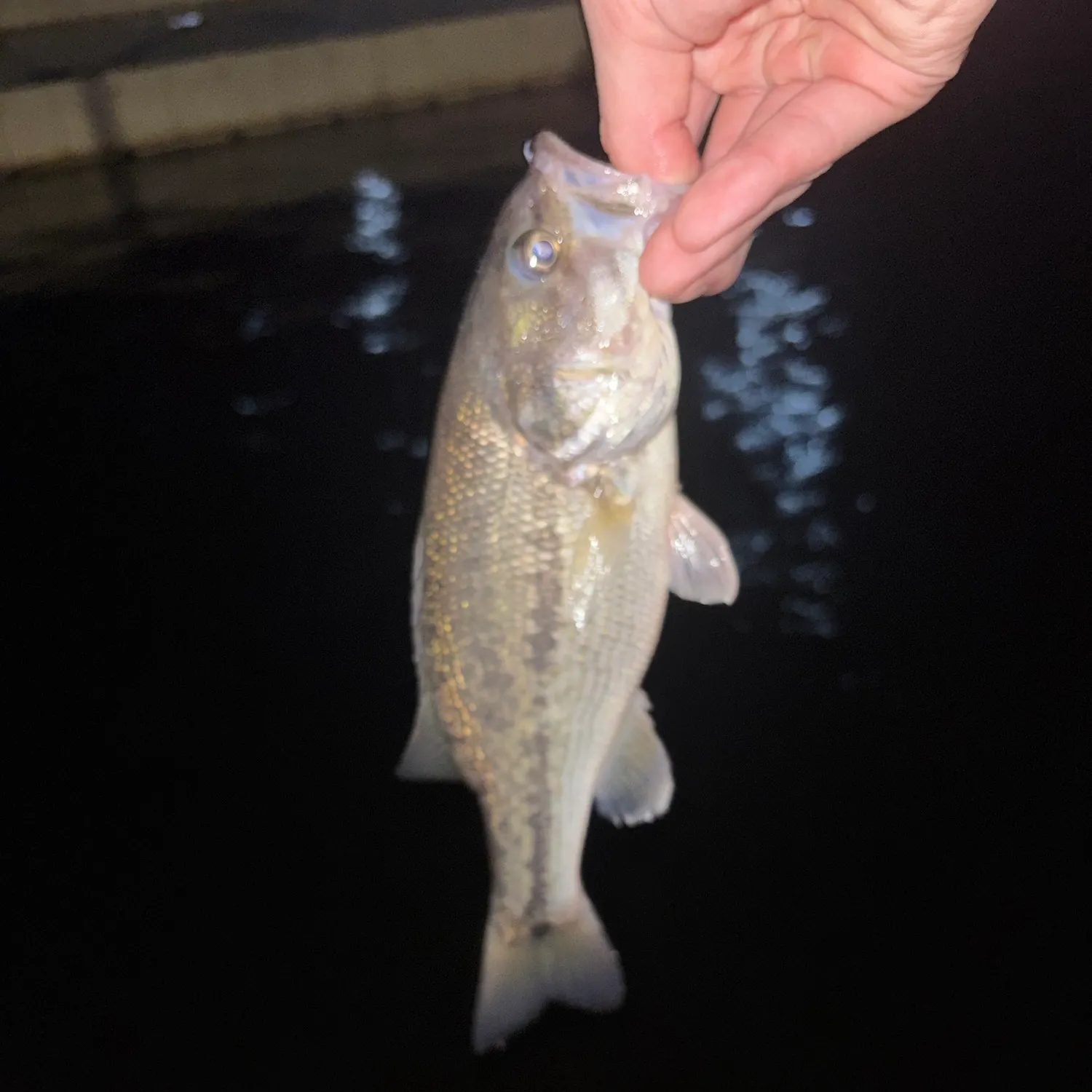 Spotted bass caught on Fishbrain