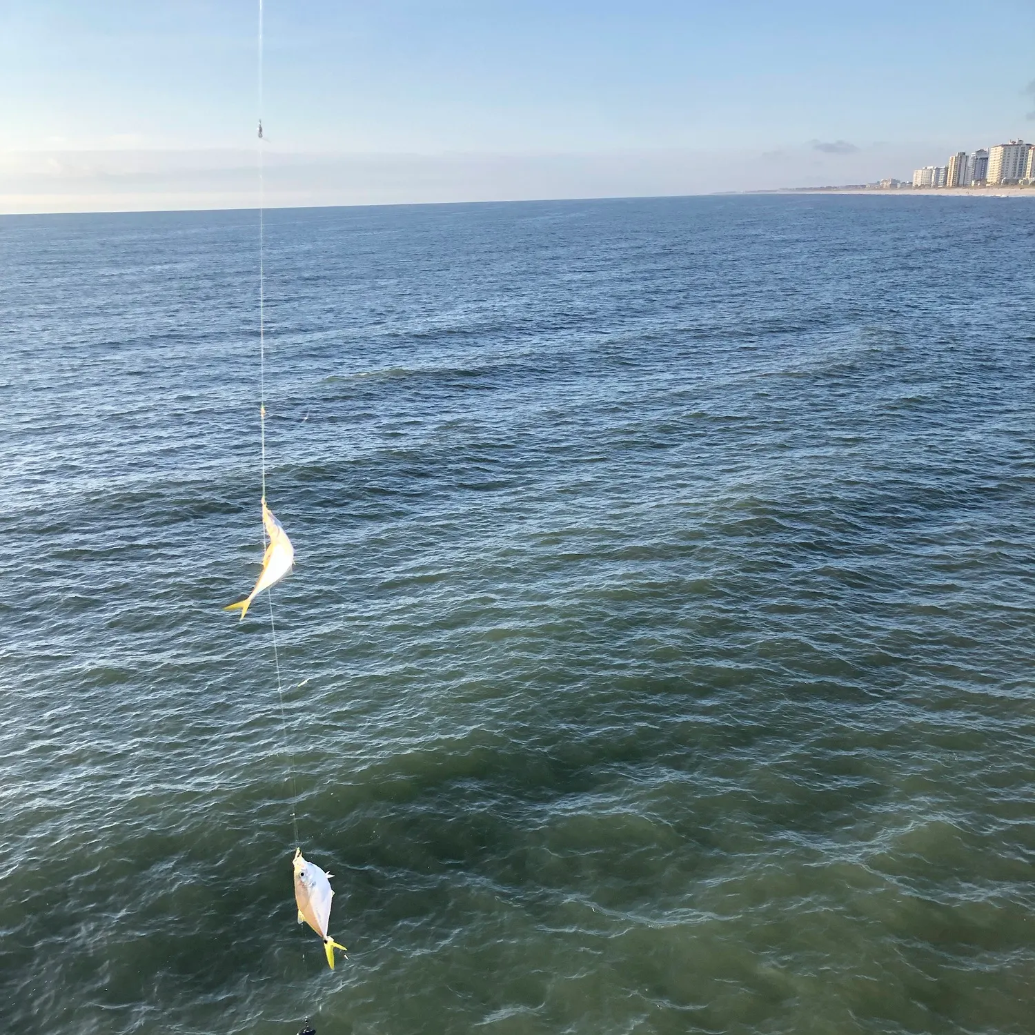 The most recent Atlantic bumper catches on Fishbrain