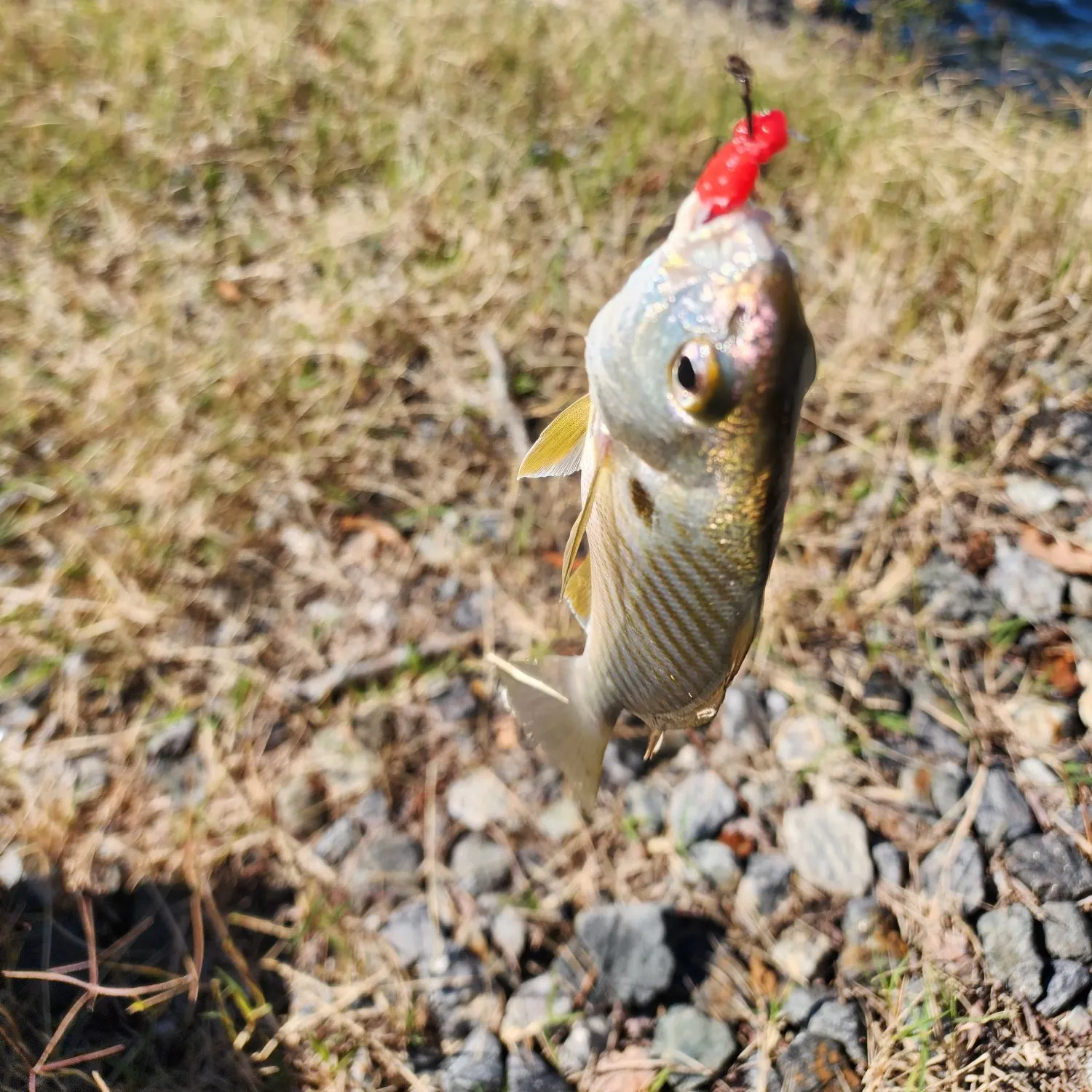 The most recent Spot croaker catches on Fishbrain