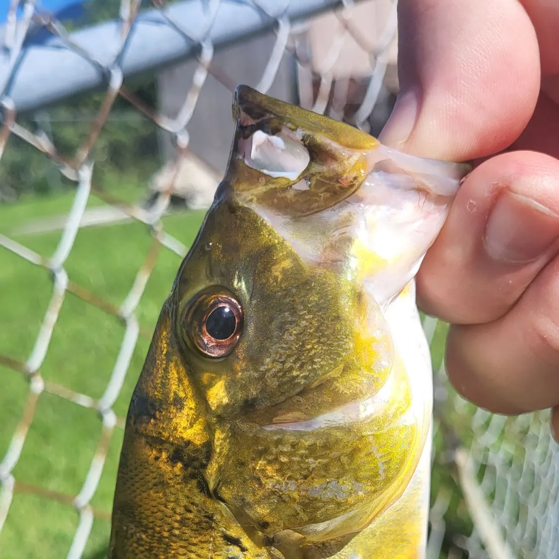 The most recent Butterfly peacock bass catches on Fishbrain