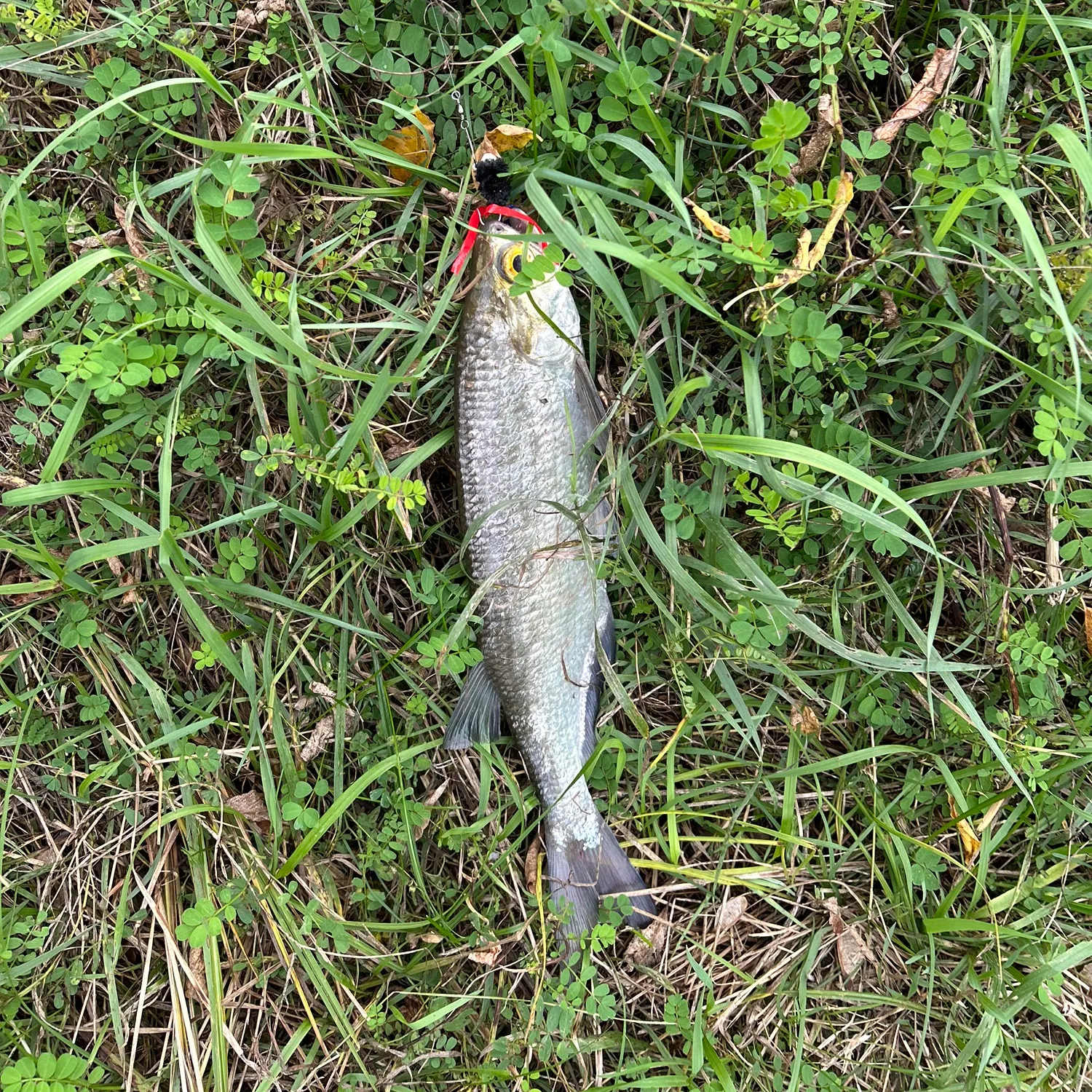Goldeye caught on Fishbrain