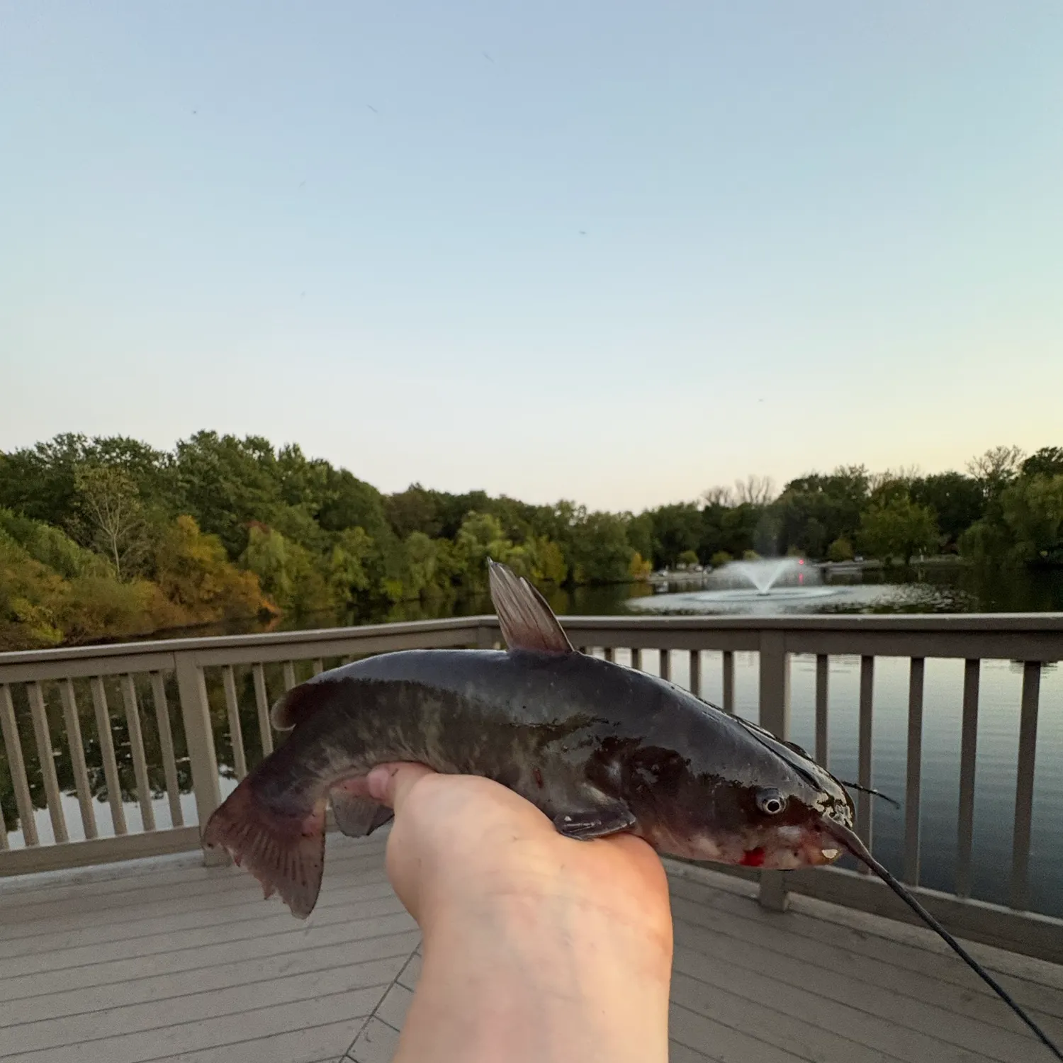 Brown bullhead caught on Fishbrain