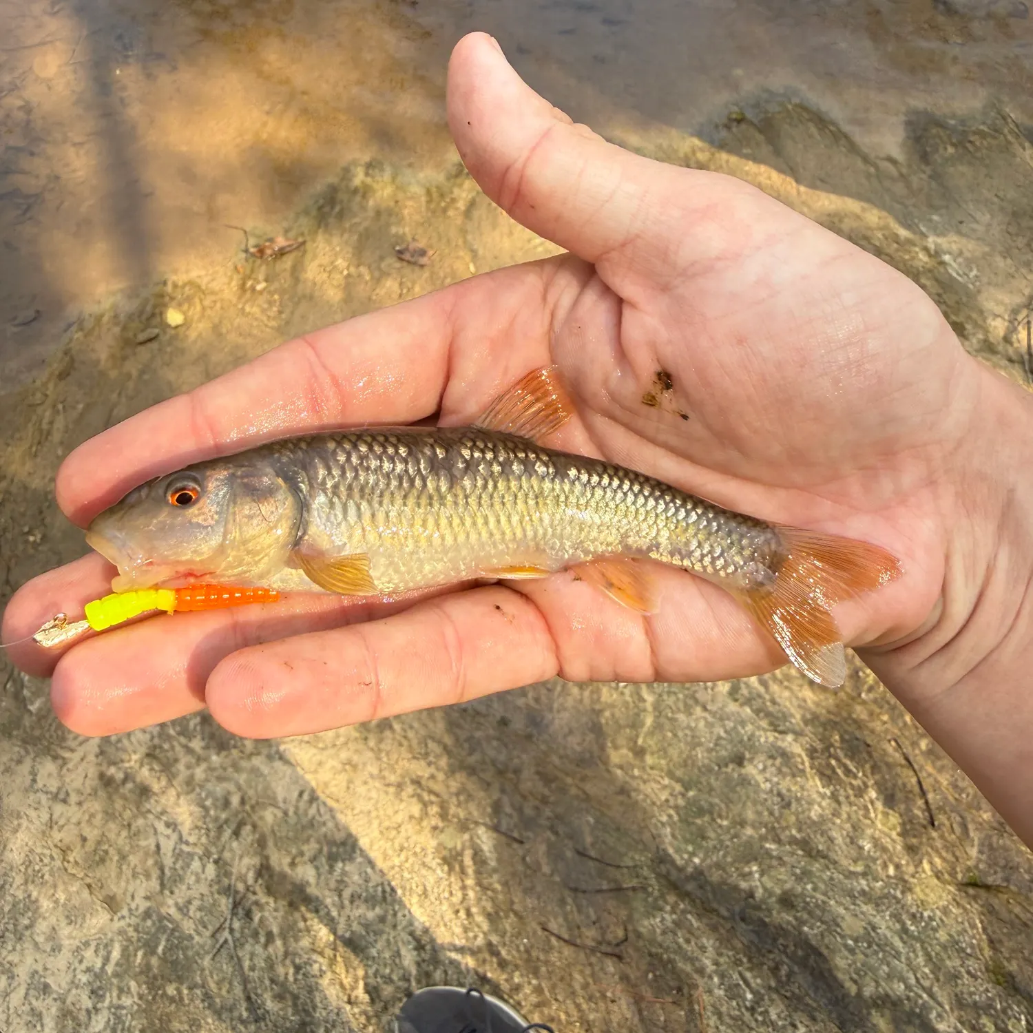 The most recent Sandhills chub catches on Fishbrain