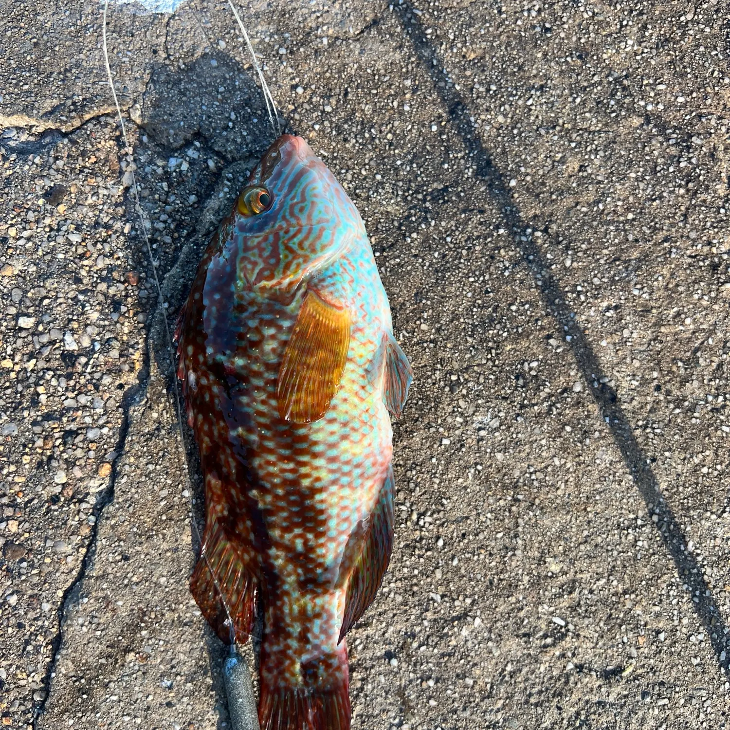 The most recent Corkwing wrasse catches on Fishbrain