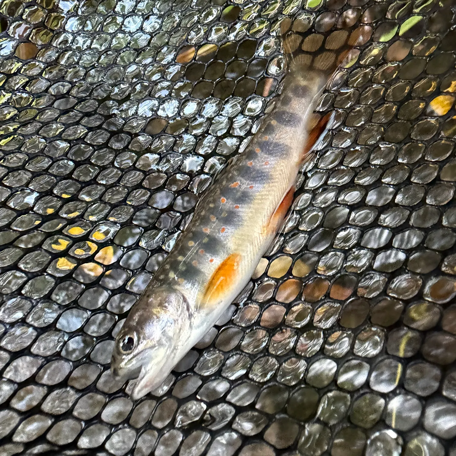 Brook trout caught on Fishbrain